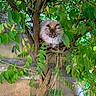 Drako a rejoint le concours — aidez-le/la à gagner de superbes lots ! animal, branch, cat, closeup, curious, daylight, explorer, feline, fur, garden, greenery, leaves, nature, outdoor, perched, pet, plant, tree, trunk, wildlife