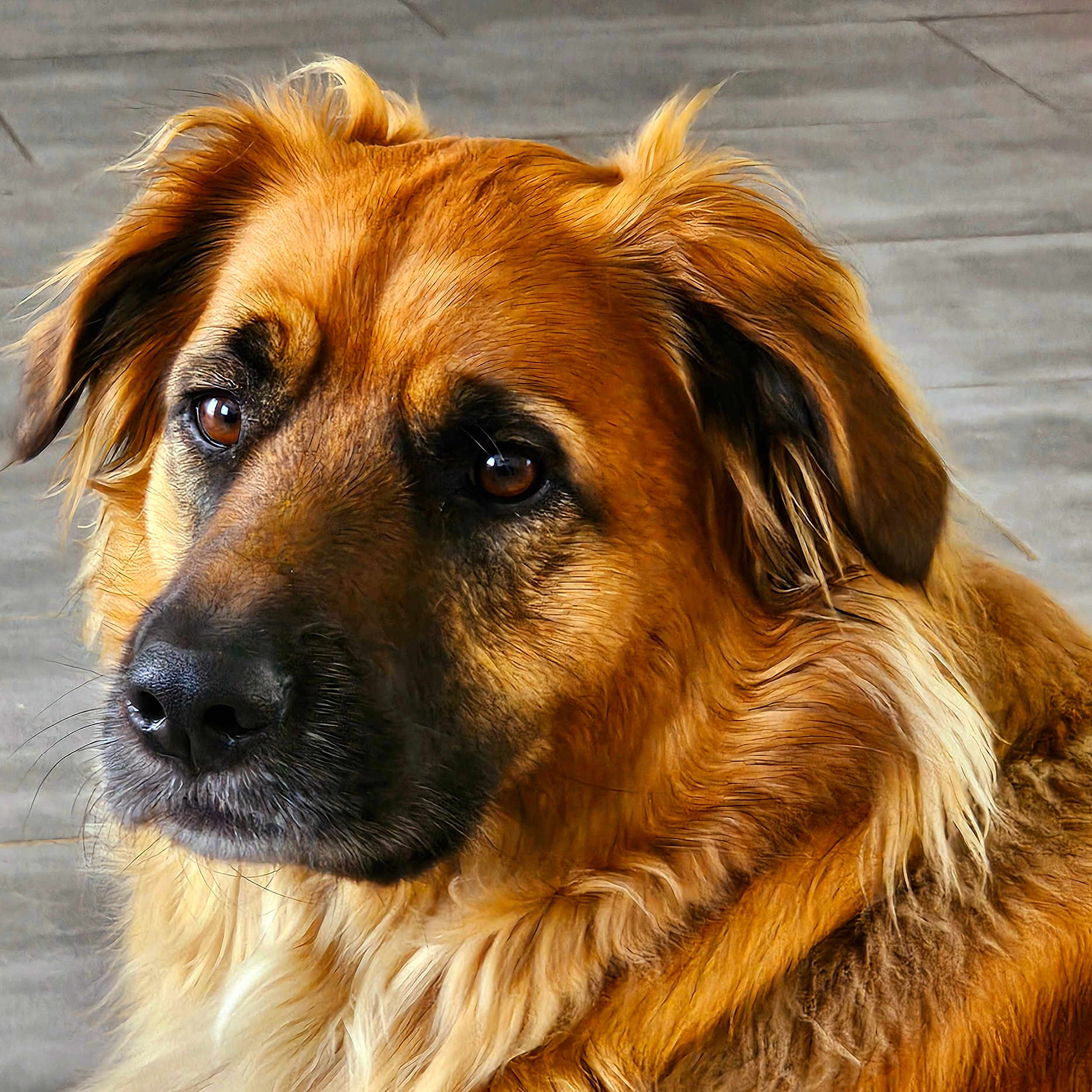 Looky participe au concours pour gagner de l'argent avec cette photo : animal, canine, cockerspaniel, collie, dog, germanshepherd, goldenretriever, hound, pet, puppy, snout