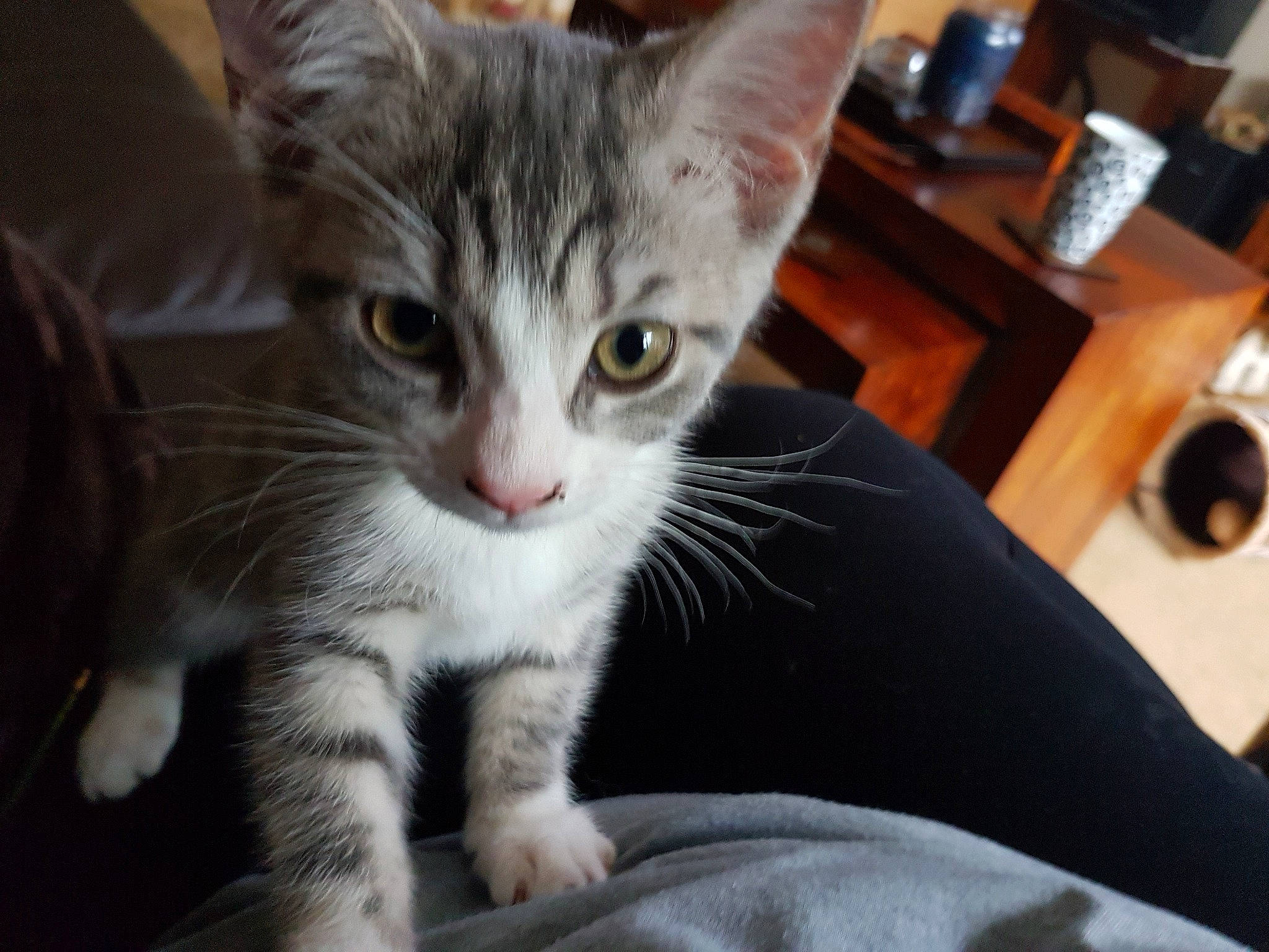 Dandelion joined the competition — help win amazing prizes! aegean_cat, american_shorthair, american_wirehair, arabian_mau, asian, australian_mist, carnivore, cat, domestic_short_haired_cat, ear, european_shorthair, felidae, kitten, mammal, ojos_azules, small_to_medium_sized_cats, snout, tabby_cat, vertebrate, whiskers