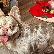 Coco Chanel is registered to the contest to win money with this photo: dog, indoor, carpet, floor, ears, tongue, happy, pet, animal, brown, white, spotted, decorations, christmas, ornaments, gnomes, holiday, cute, small_dog, furry