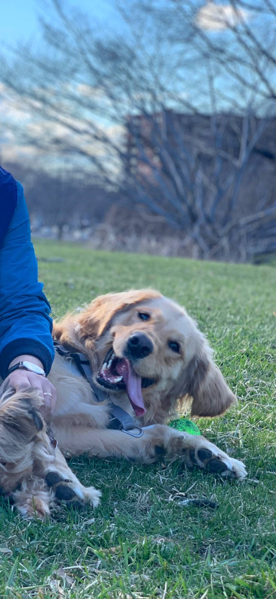 Haru is registered to the contest to win money with this photo: canidae, carnivore, companion_dog, dog, dog_breed, fawn, golden_retriever, grass, mammal, retriever, snout, sporting_group, vertebrate