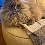 cat, fluffy, long_hair, pet, indoor, sofa, couch, feline, relaxed, animal, whiskers, fur, cozy, domestic, mammal, resting, home, window, textile, leather