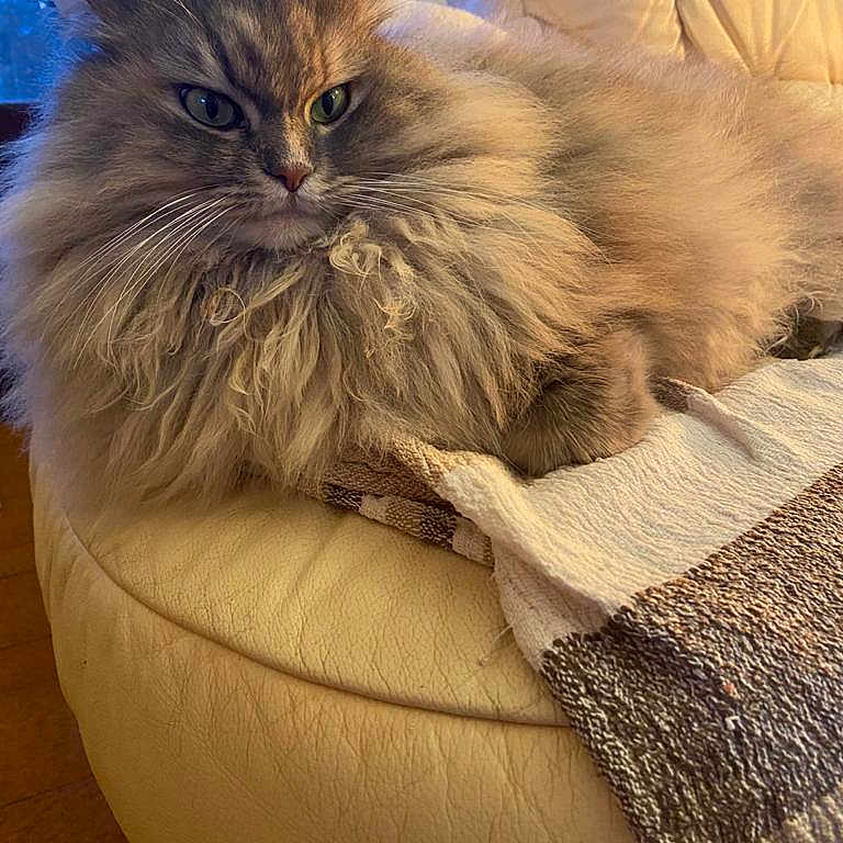 Nuvola participe au concours pour gagner de l'argent avec cette photo : animal, cat, couch, cozy, domestic, feline, fluffy, fur, home, indoor, leather, long_hair, mammal, pet, relaxed, resting, sofa, textile, whiskers, window