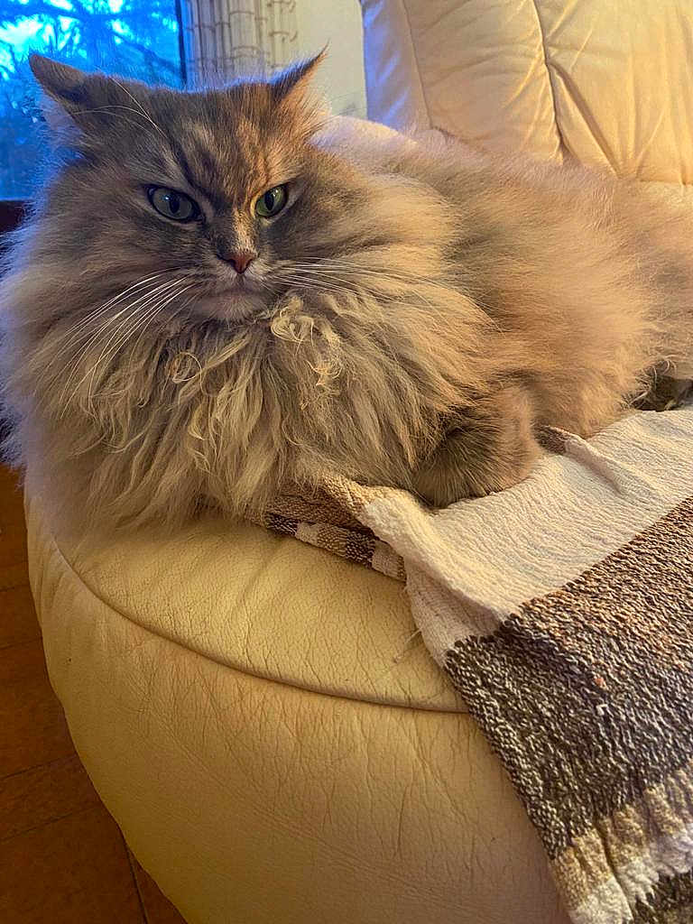 Nuvola participe au concours pour gagner de l'argent avec cette photo : cat, fluffy, long_hair, pet, indoor, sofa, couch, feline, relaxed, animal, whiskers, fur, cozy, domestic, mammal, resting, home, window, textile, leather