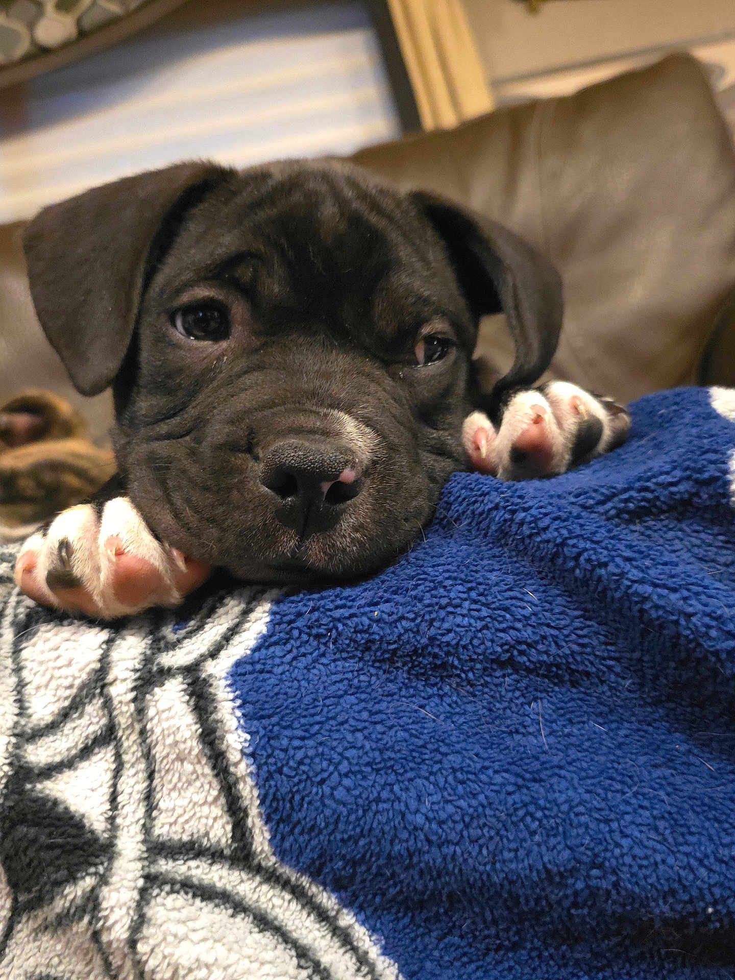 Duke is registered to the contest to win money with this photo: puppy, dog, pet, closeup, face, paw, blanket, cozy, indoor, resting, cute, animal, fur, black, white, pink, soft, relaxed, young, adorable