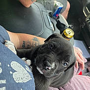 Duke joined the competition — help win amazing prizes! puppy, dog, black_dog, pet, animal, indoor, car_interior, person, tattoo, hand, can, cup_holder, clothing, lap, closeup, cute, resting, seat, fabric, casual