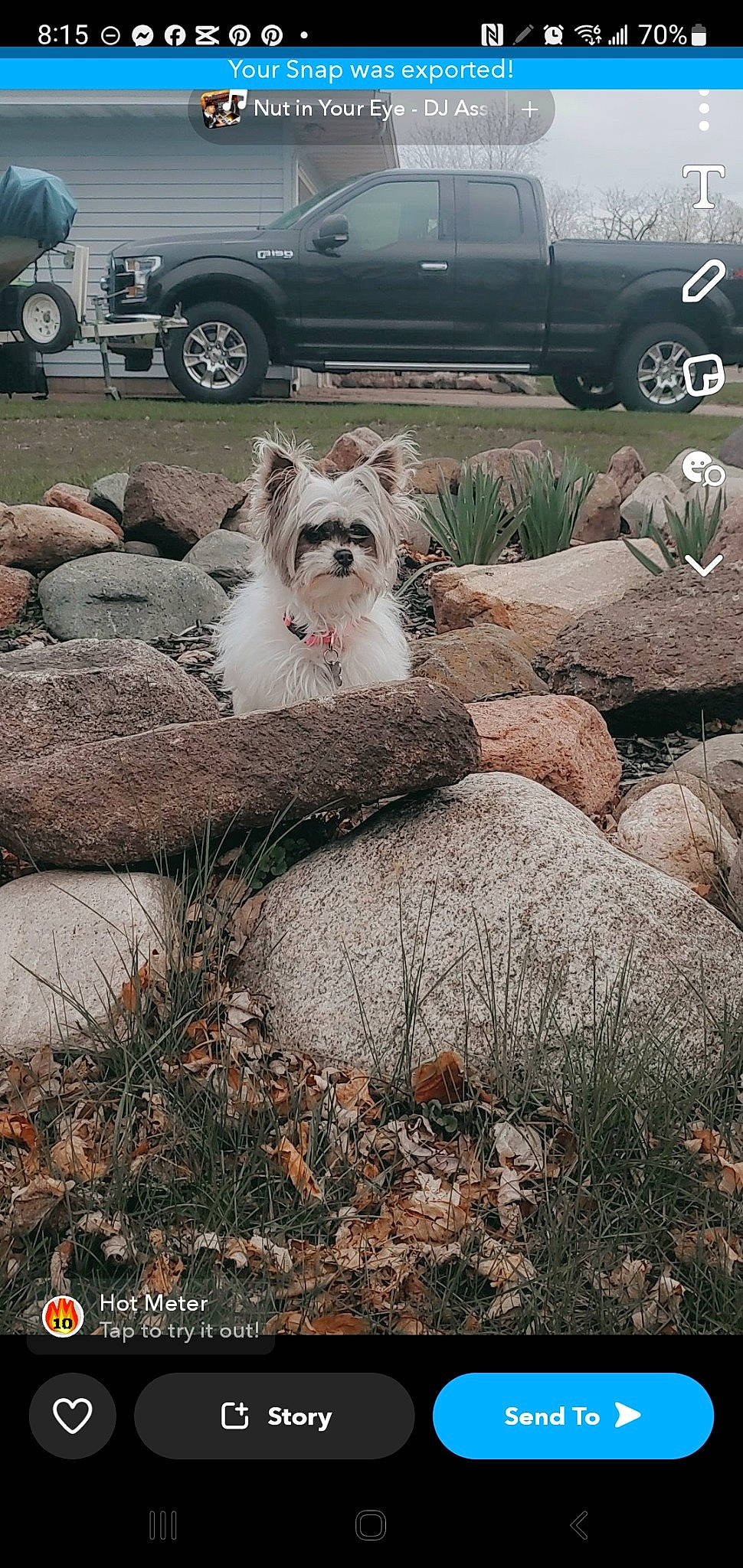 Kora joined the competition — help win amazing prizes! automotive_exterior, automotive_tire, automotive_wheel_system, car, carnivore, companion_dog, dog, dog_breed, family_car, felidae, grass, landscape, mammal, motor_vehicle, plant, small_to_medium_sized_cats, tire, vehicle, vehicle_door, wheel