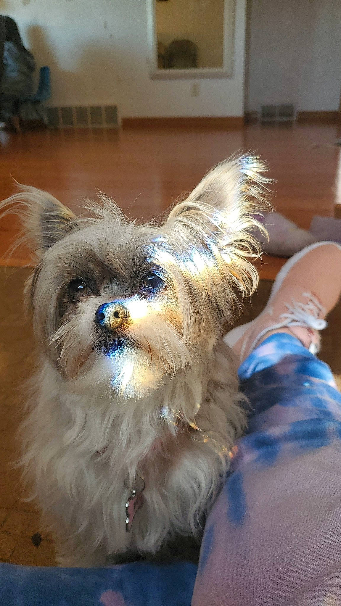 Kora is registered to the contest to win money with this photo: canidae, carnivore, companion_dog, dog, dog_breed, dog_supply, eye, fashion_accessory, fawn, fur, liver, pet_supply, picture_frame, small_terrier, snout, sporting_group, terrestrial_animal, toy_dog, whiskers, working_animal