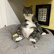 Bo Bo is registered to the contest to win money with this photo: cat, gray_cat, white_cat, pet_bed, indoor, kitchen, framed_picture, teapots, yellow_wall, curious, sitting, cute, cozy, feline, animal, domestic_cat, whiskers, paws, relaxed, household