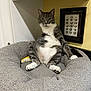 cat, gray_cat, white_cat, pet_bed, indoor, kitchen, framed_picture, teapots, yellow_wall, curious, sitting, cute, cozy, feline, animal, domestic_cat, whiskers, paws, relaxed, household
