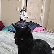 Pepé joined the competition — help win amazing prizes! bed, black_cat, blanket, casual, cat, clothing, domestic_cat, door, furniture, hat, household_item, indoor, pet, room, shelf, sitting, sleeping_area, soft_texture, textile, yellow_eyes