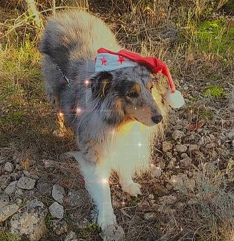 Jecko a rejoint le concours — aidez-le/la à gagner de superbes lots ! australian_collie, australian_shepherd, border_collie, canidae, carnivore, collie, companion_dog, dog, dog_breed, herding_dog, mammal, miniature_australian_shepherd, rough_collie, scotch_collie, shetland_sheepdog, smooth_collie, vertebrate, working_dog