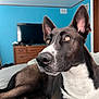 dog, indoor, couch, black_and_white, ears, nose, paw, fur, pet, animal, relaxing, portrait, brown, white, furniture, television, room, wooden_dresser, home, closeup