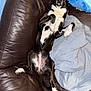 animal, black_and_white, blanket, canine, comfortable, couch, dog, domestic_animal, four_legs, fur, home, indoor, leather, lying_down, paw, pet, relaxed, resting, sleepy, snout
