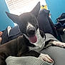 dog, black_and_white, tongue_out, couch, person, hand, window, light, blanket, pillow, indoor, living_room, relaxing, pet, furniture, casual, clothes, laundry_basket, blue_wall, home