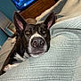 dog, bedroom, blanket, ears, nose, resting, cozy, furniture, television, dresser, indoor, pet, animal, close_up, curious, lying_down, brown, white, black, expression