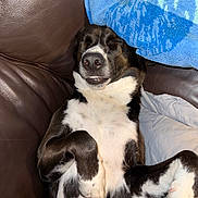 Robin is registered to the contest to win money with this photo: animal, black_and_white, blanket, canine, comfort, couch, cozy, dog, domestic, face, fur, indoor, nose, paw, pet, relaxed, resting, sleeping, snout, towel