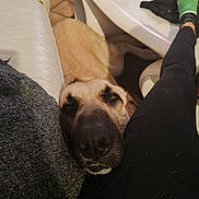 Simba a rejoint le concours — aidez-le/la à gagner de superbes lots ! black_leggings, brown_dog, casual, close_up, couch, cozy, dog, floor, furniture, glass, green_socks, home, indoor, leg, person, pet_hair, relaxed, resting, table, tile_floor