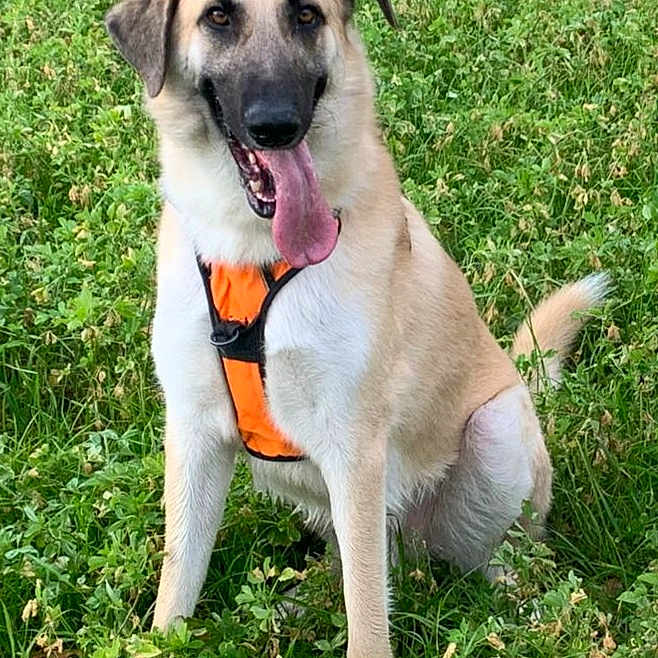 Simba a rejoint le concours — aidez-le/la à gagner de superbes lots ! accessories, animal, ball, canine, dog, grass, green, hound, labradorretriever, lawn, nature, outdoors, pet, plant, pug, puppy, sport, strap, tennis, tennisball