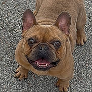 Sisko is registered to the contest to win money with this photo: dog, french_bulldog, pet, animal, smiling, ears, brown_fur, outdoor, pavement, cute, looking_up, canine, friendly, small_dog, tongue, happy, mammal, companion, playful, adorable