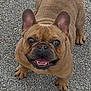 dog, french_bulldog, pet, animal, smiling, ears, brown_fur, outdoor, pavement, cute, looking_up, canine, friendly, small_dog, tongue, happy, mammal, companion, playful, adorable