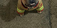 Sisko is registered to the contest to win money with this photo: dog, french_bulldog, costume, firefighter, helmet, pet, animal, indoor, carpet, brown, cute, small_dog, looking_up, reflective_stripes, adorable, funny, portrait, companion, domestic_animal, mammal