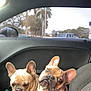 dog, french_bulldog, pet, car_interior, front_seat, animal, cute, two_dogs, domestic_animal, companions, short_hair, brown_dog, tan_dog, ears, snout, curious, relaxed, daytime, window, car_door