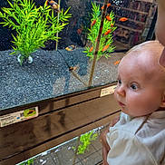 Ewen a rejoint le concours — aidez-le/la à gagner de superbes lots ! baby, child, fish_tank, aquarium, fish, green_plants, curious, indoor, person, portrait, closeup, bright, reflection, blue_eyes, holding, white_clothing, infant, water, glass, pet_store