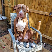 Nala is registered to the contest to win money with this photo: dog, brown_and_white, sitting, chair, backyard, wooden_fence, outdoor, pet, canine, garden, wooden_deck, wicker_chair, animal, looking_at_camera, sunlight, plant, potted_plant, ears, nose, tail