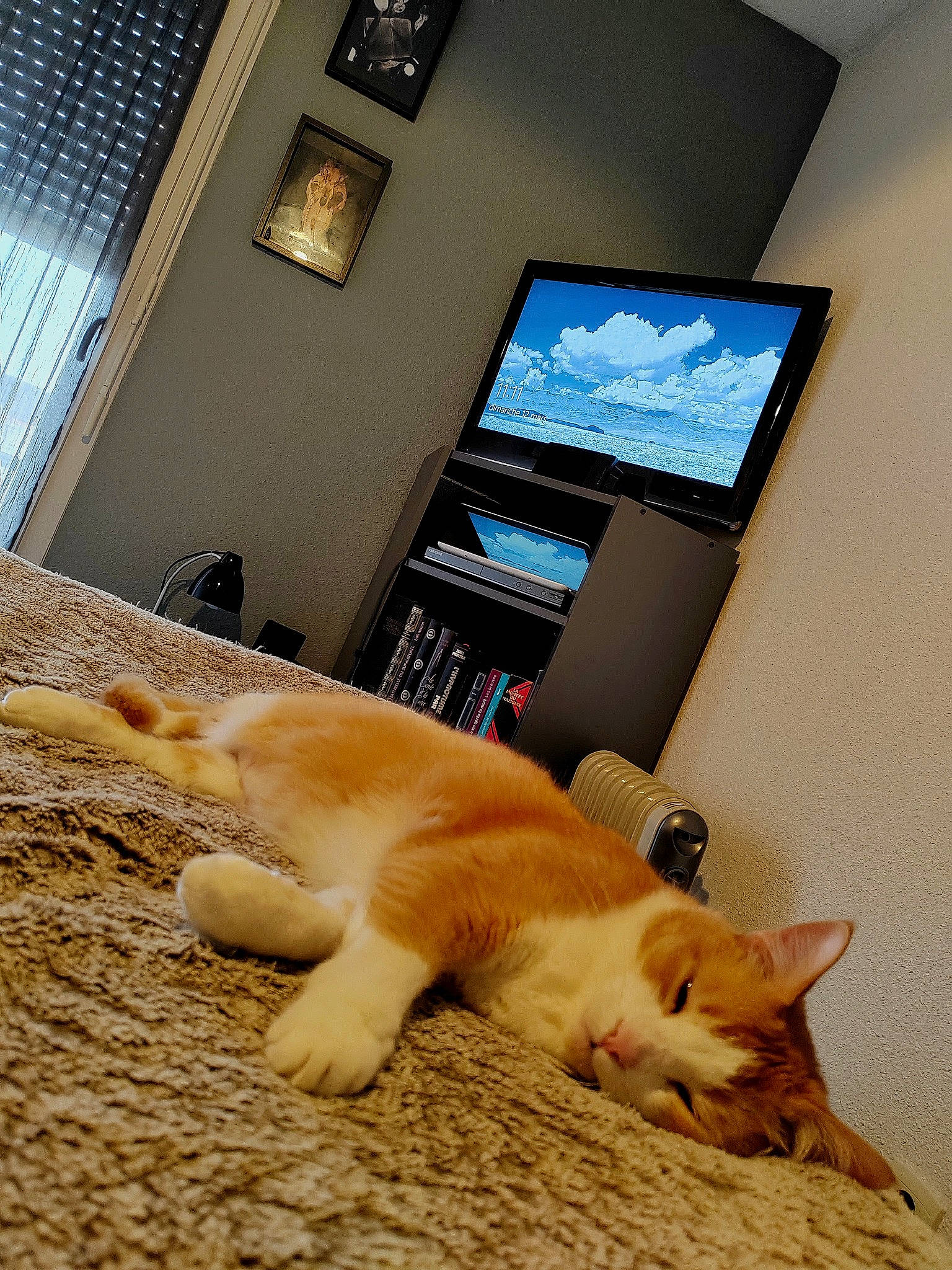 Charles a rejoint le concours — aidez-le/la à gagner de superbes lots ! carnivore, cat, comfort, companion_dog, fawn, felidae, floor, flooring, hardwood, house, interior_design, picture_frame, room, small_to_medium_sized_cats, tail, television, whiskers, window, window_blind, wood