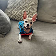 Nano joined the competition — help win amazing prizes! dog, puppy, small_dog, blue_shirt, red_bow_tie, couch, pillow, indoor, pet, cute, ears, collar, looking_at_camera, home, furniture, animal, domestic_animal, resting, close_up, focused