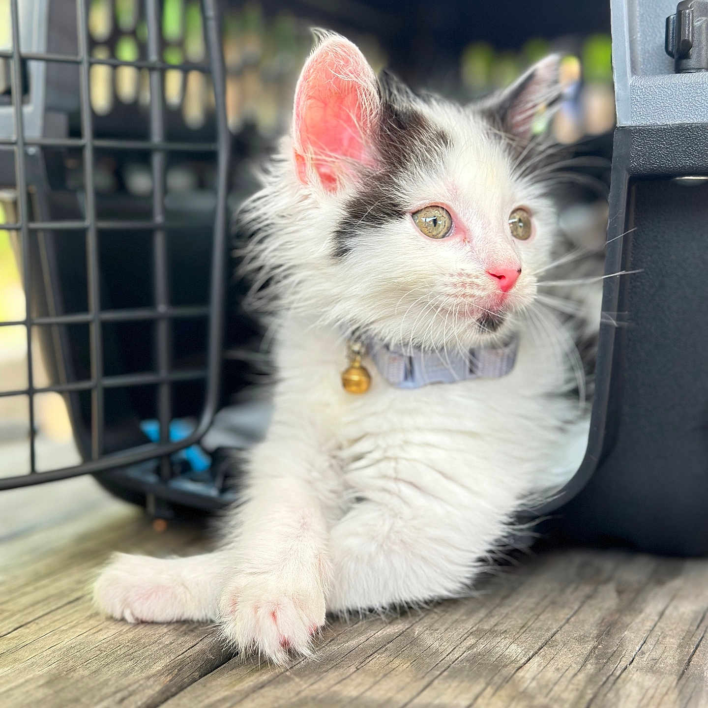 Pandy Paws joined the competition — help win amazing prizes! abyssinian, angora, animal, architecture, building, cat, deck, den, hardwood, house, housing, indoors, kitten, manx, outdoors, pet, porch, shelter, siamese, wood