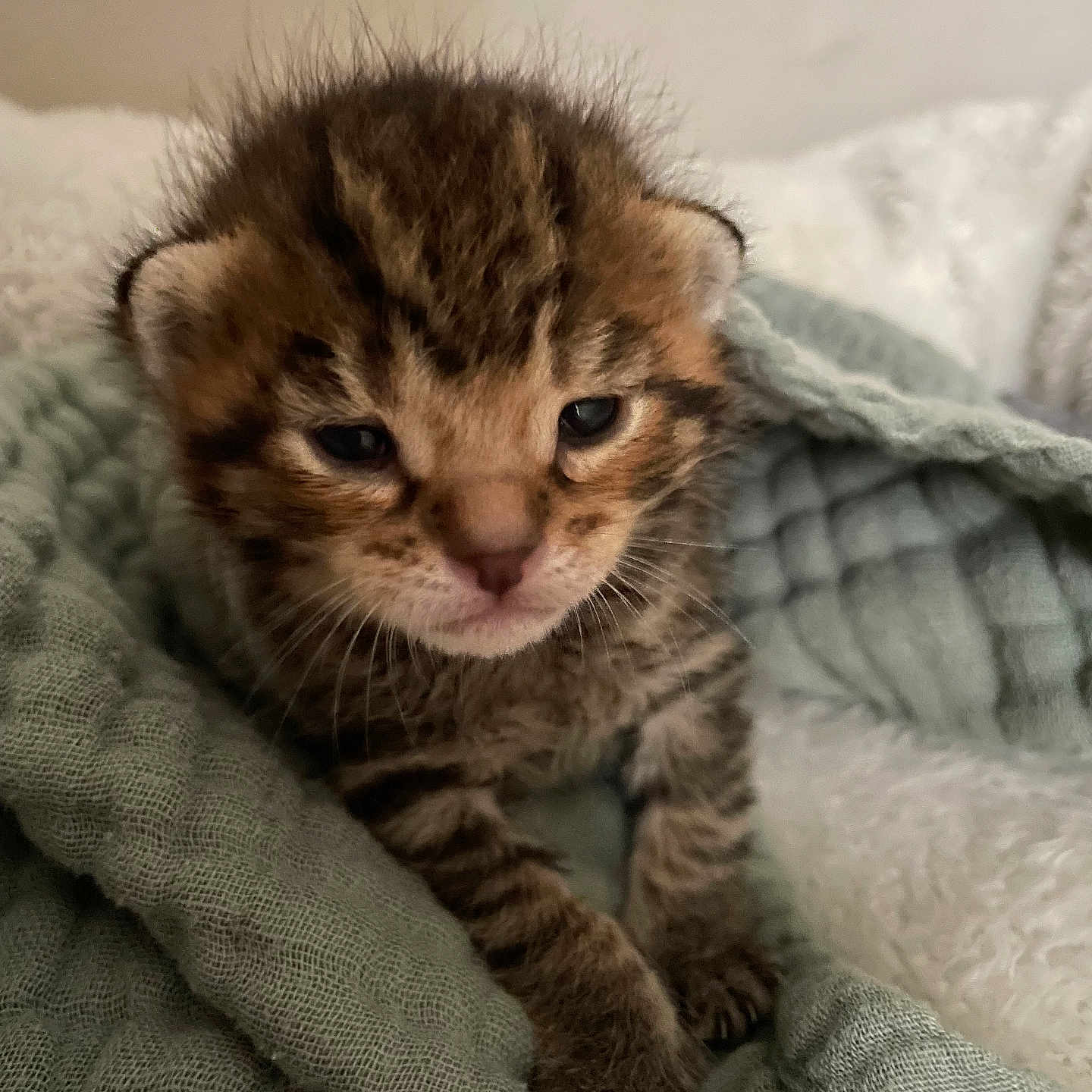 Ollie is registered to the contest to win money with this photo: abyssinian, animal, blanket, cat, kitten, manx, ocelot, pet