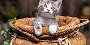 Arthus participe au concours pour gagner de l'argent avec cette photo : kitten, cat, basket, rope, greenery, wooden_background, curious, cute, feline, pet, animal, whiskers, paws, indoor, cozy, soft_light, portrait, young_animal, domestic_cat, resting