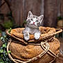 kitten, cat, basket, rope, greenery, wooden_background, curious, cute, feline, pet, animal, whiskers, paws, indoor, cozy, soft_light, portrait, young_animal, domestic_cat, resting
