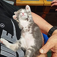 Arthus a rejoint le concours — aidez-le/la à gagner de superbes lots ! kitten, sleeping, cat, lap, person, hand, paw, fur, black_shirt, watch, table, glass, wood, indoor, relaxing, cute, pet, animal, rest, pink_nose