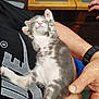 kitten, sleeping, cat, lap, person, hand, paw, fur, black_shirt, watch, table, glass, wood, indoor, relaxing, cute, pet, animal, rest, pink_nose