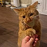 cat, orange_cat, pet, paw, hand, indoor, floor, food_bowl, curious, feline, human_hand, domestic, fur, whiskers, collar, wooden_floor, cabinet, cozy, interaction, animal