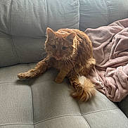 Bosco is registered to the contest to win money with this photo: cat, orange_cat, fluffy, couch, gray_couch, blanket, pink_blanket, indoors, window, pet, animal, feline, fur, tail, sitting, relaxed, natural_light, home, cozy, comfort