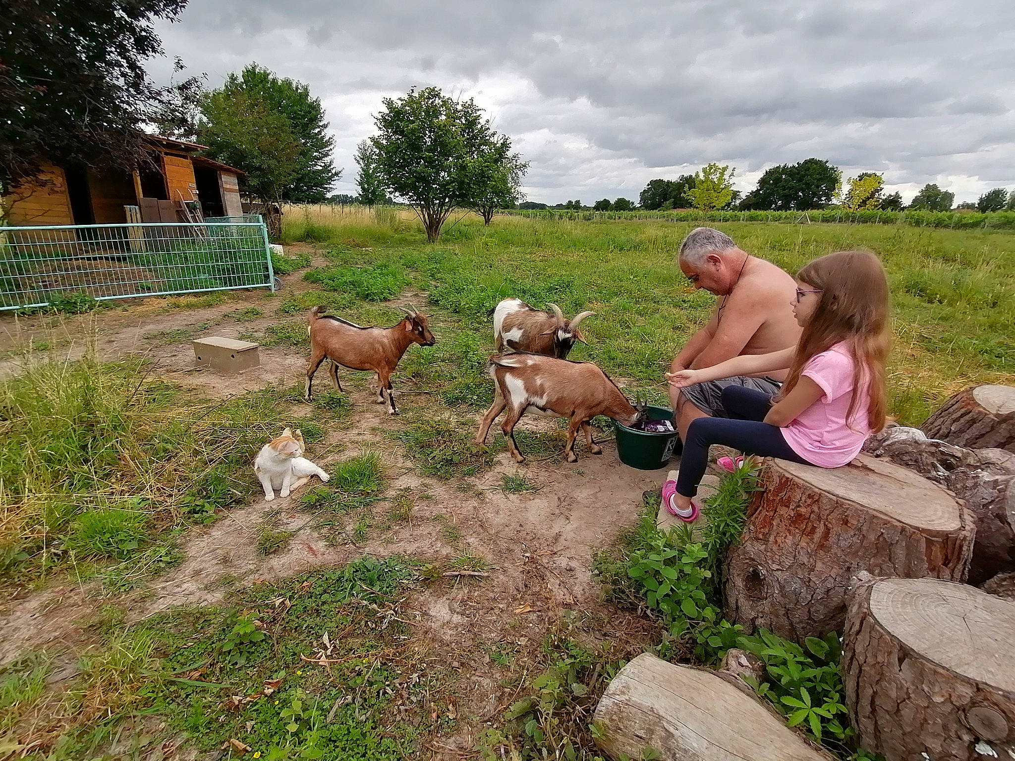 Lyna a rejoint le concours — aidez-le/la à gagner de superbes lots ! canidae, fawn, grass, herd, pasture, person, rural_area, tree, vacation, village