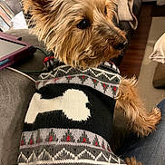 Cooper joined the competition — help win amazing prizes! bone_pattern, brown_dog, close_up, comfort, companion, couch, cozy, cute, dog, domestic, fur, home, indoor, knitwear, living_room, pet, seated, small_dog, sweater, tablet