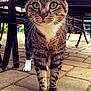 Milo joined the competition — help win amazing prizes! cat, tabby, green_eyes, outdoor, patio, stone_floor, metal_chair, whiskers, fur, curious, animal, pet, closeup, four_legs, standing, daylight, nature, domestic_cat, mammal, cute