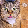 cat, tabby_cat, close_up, green_eyes, pink_tongue, whiskers, fur, pet, animal, indoor, floor_tiles, bowl, playful, cute, mammal, face, domestic_cat, whiskers_visible, curious, looking_at_camera