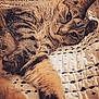 Milo is registered to the contest to win money with this photo: cat, tabby, pet, animal, fur, whiskers, bed, quilt, pattern, relaxed, sleepy, closeup, indoor, cozy, cute, resting, paw, soft, warm, cuddle