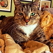 Milo joined the competition — help win amazing prizes! cat, tabby, blanket, cozy, indoor, pet, animal, fur, whiskers, ears, face, portrait, home, decor, wall_art, framed_picture, relaxed, resting, furniture, soft