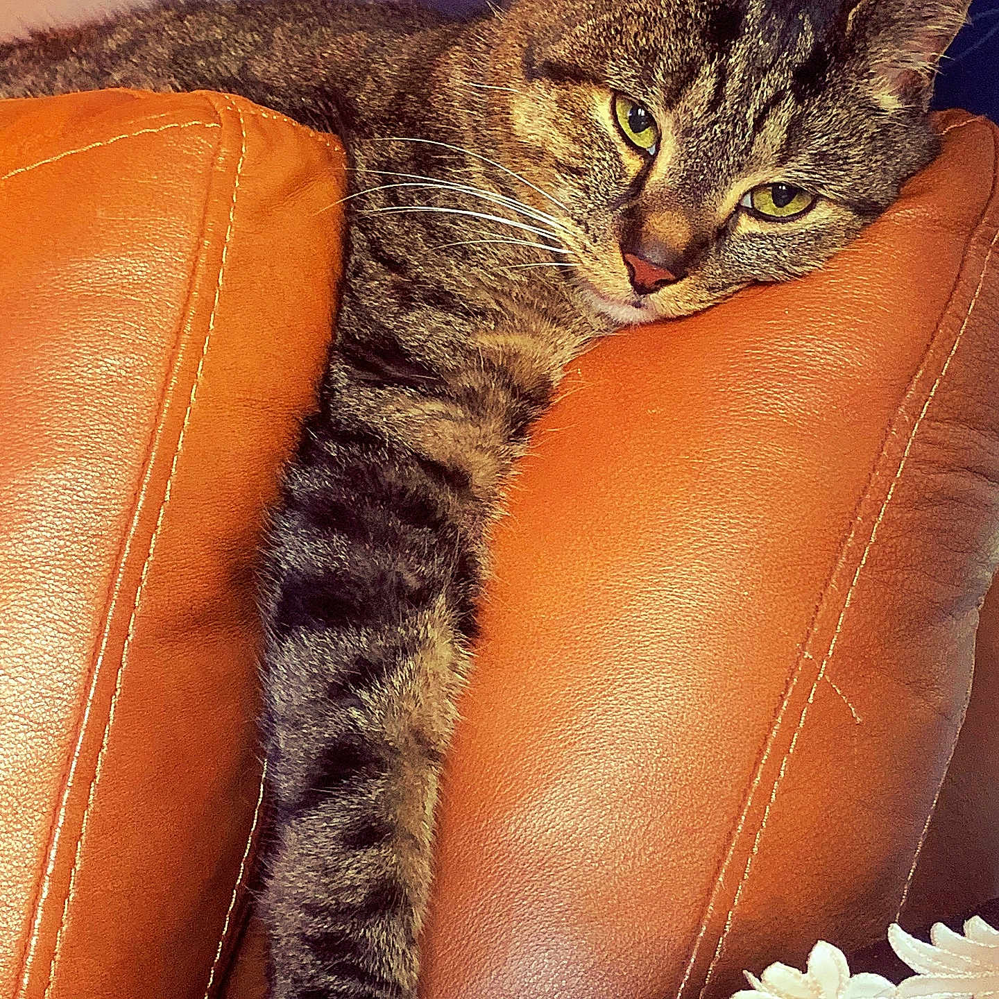 Milo is registered to the contest to win money with this photo: animal, cat, closeup, comfortable, cozy, domestic_cat, feline, fur, home, indoor, leather_couch, mammal, paw, pet, relaxed, resting, seated, stretching, tabby, whiskers