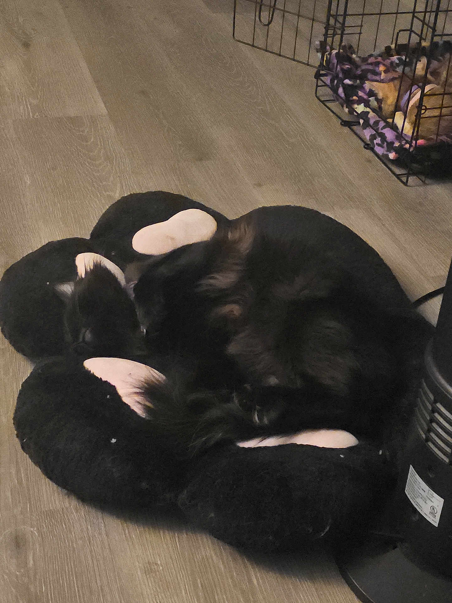 Lucifur joined the competition — help win amazing prizes! cat, pet, sleeping, bed, cushion, wood_floor, flooring, crate, blanket, curled_up, black_fur, indoor, cozy, paw_shaped_bed, fur, home, heater, metal_cage, napping, soft_bed