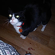 Oreo Highter is registered to the contest to win money with this photo: black_and_white_fur, cat, close_up, collar, curious, domestic_animal, flash_photography, food, glowing_eyes, hardwood_floor, human_foot, id_tag, indoor, night_photo, pajamas, pet, staring, treats, tuxedo_cat, whiskers