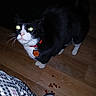 black_and_white_fur, cat, close_up, collar, curious, domestic_animal, flash_photography, food, glowing_eyes, hardwood_floor, human_foot, id_tag, indoor, night_photo, pajamas, pet, staring, treats, tuxedo_cat, whiskers
