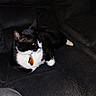 Oreo Highter joined the competition — help win amazing prizes! black_and_white, cat, close_up, collar, couch, domestic_cat, flash_lighting, fur, indoor, living_room, paw, pet, portrait, relaxed, sitting, tag, tuxedo_cat, upholstery, whiskers, yellow_eyes